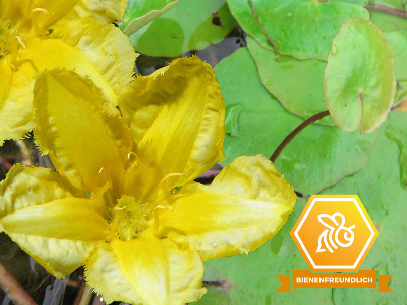 Preview: Seekanne gelb - Nymphoides peltata